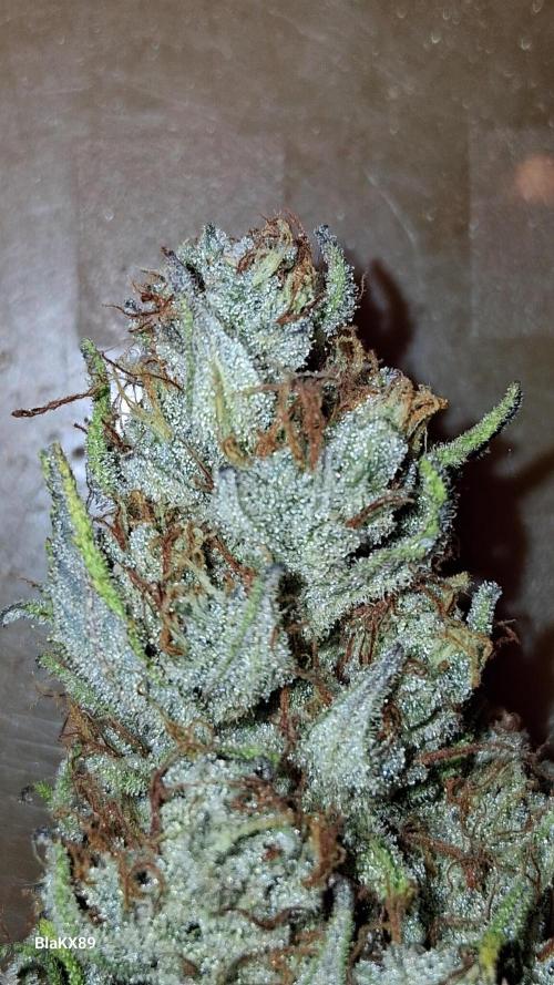 Auto | Dr. Zaius OG from V-Buds. Week 10