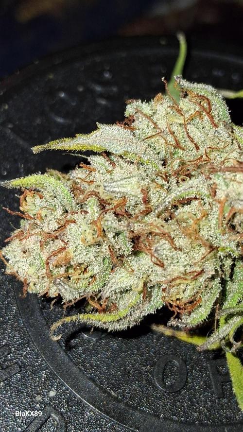Auto | Dr. Zaius OG from V-Buds. Week 10