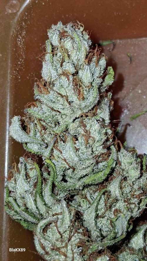 Auto | Dr. Zaius OG from V-Buds. Week 10