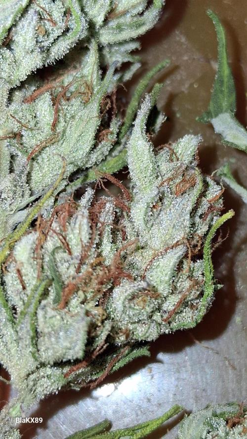 Auto | Dr. Zaius OG from V-Buds. Week 10