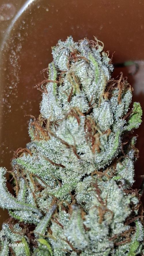Auto | Dr. Zaius OG from V-Buds. Week 10
