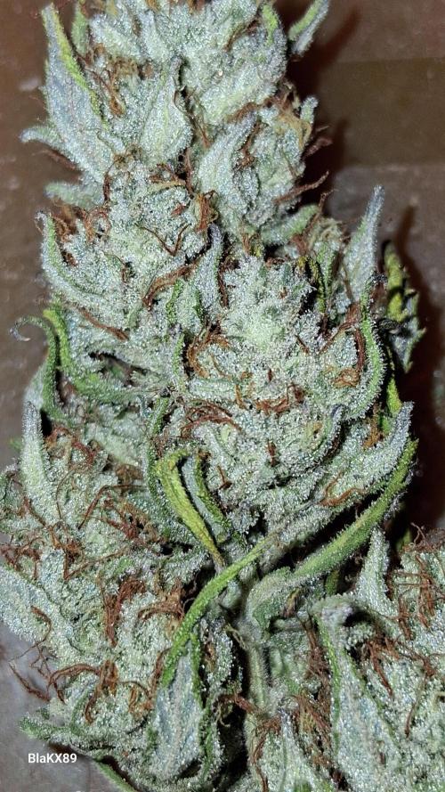 Auto | Dr. Zaius OG from V-Buds. Week 10