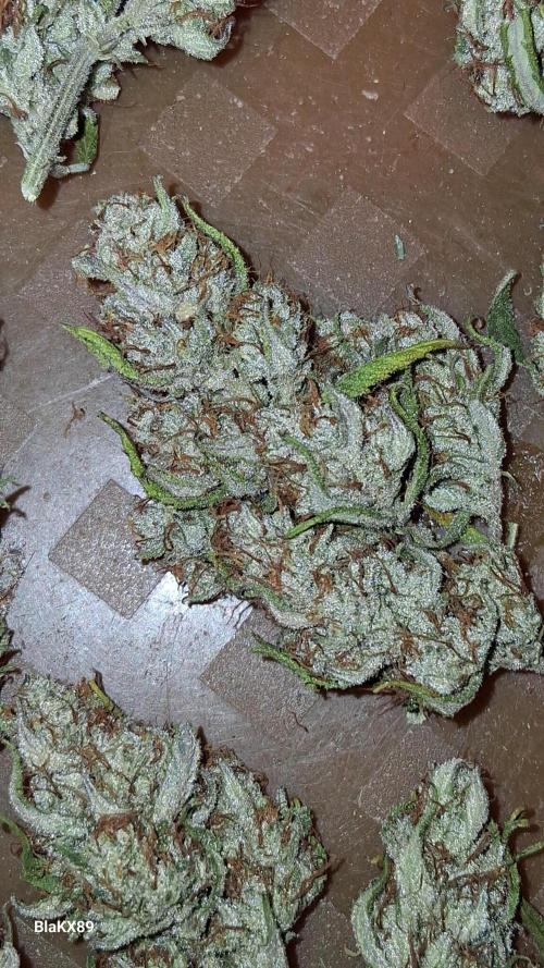 Auto | Dr. Zaius OG from V-Buds. Week 10