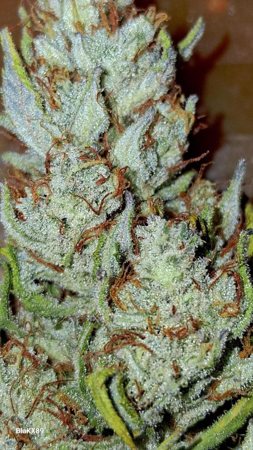 Auto | Dr. Zaius OG from V-Buds. Week 10