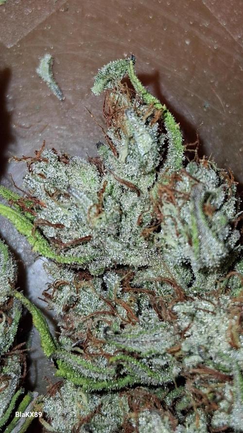Auto | Dr. Zaius OG from V-Buds. Week 10