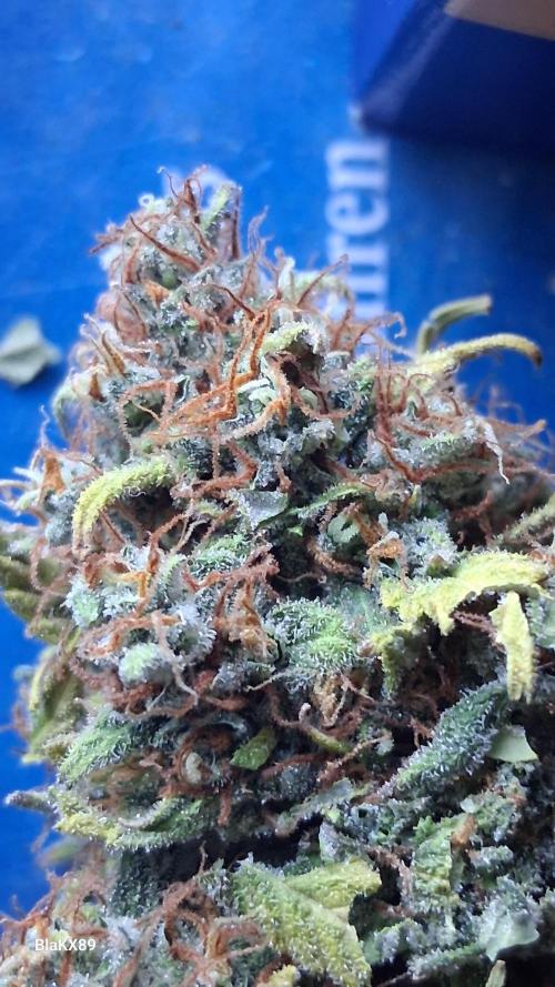 GMO Auto Barneys Farm. Week 10