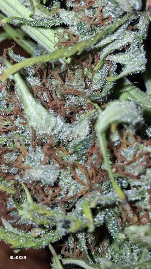 GMO Auto Barneys Farm. Week 10