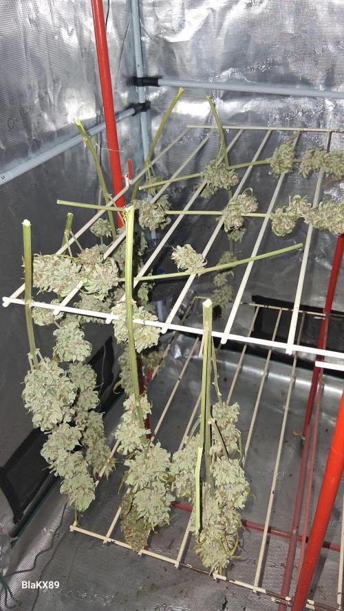 GMO Auto Barneys Farm. Week 10
