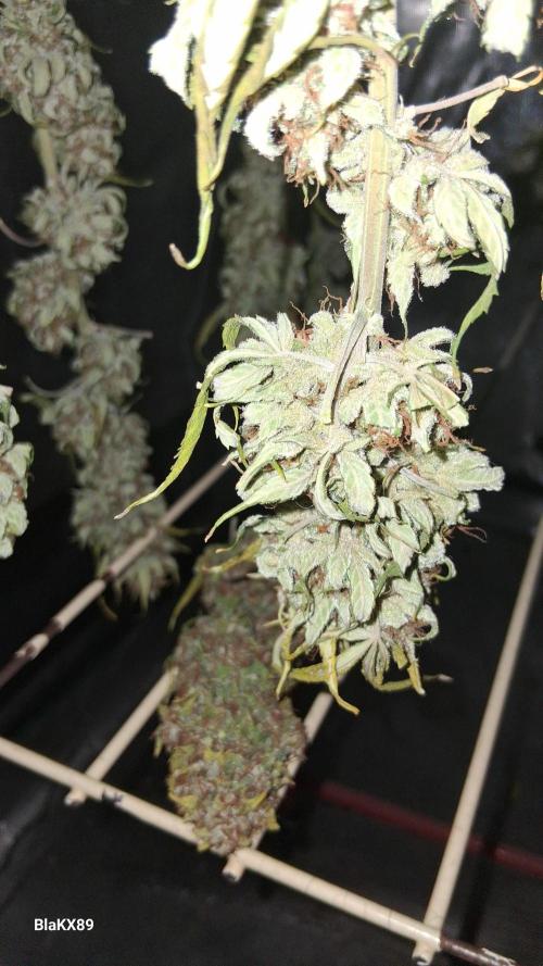 GMO Auto Barneys Farm. Week 10