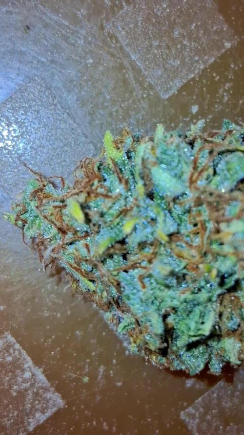 GMO Auto Barneys Farm