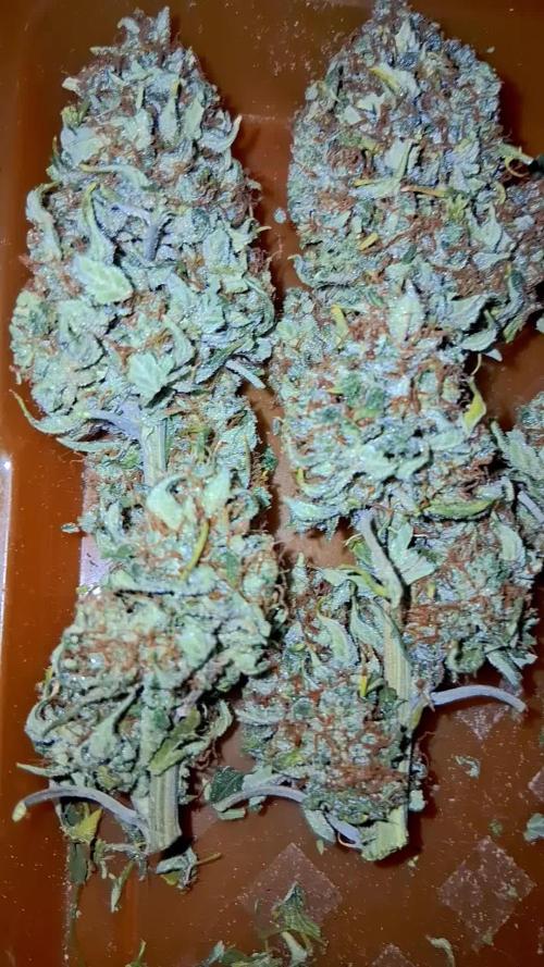 GMO Auto Barneys Farm