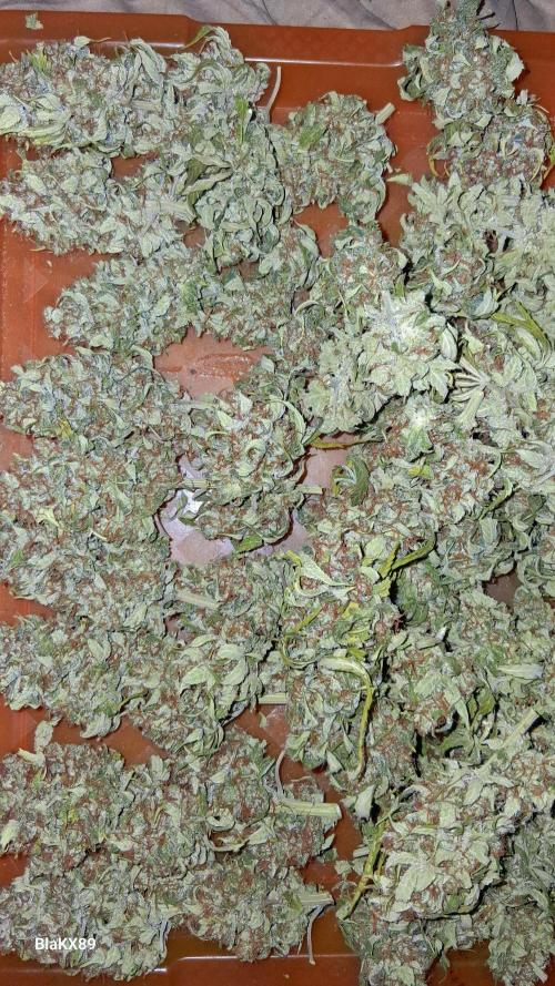 GMO Auto Barneys Farm. Week 10