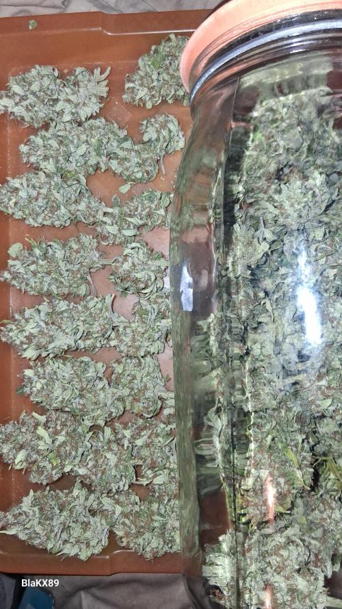 GMO Auto Barneys Farm. Week 10