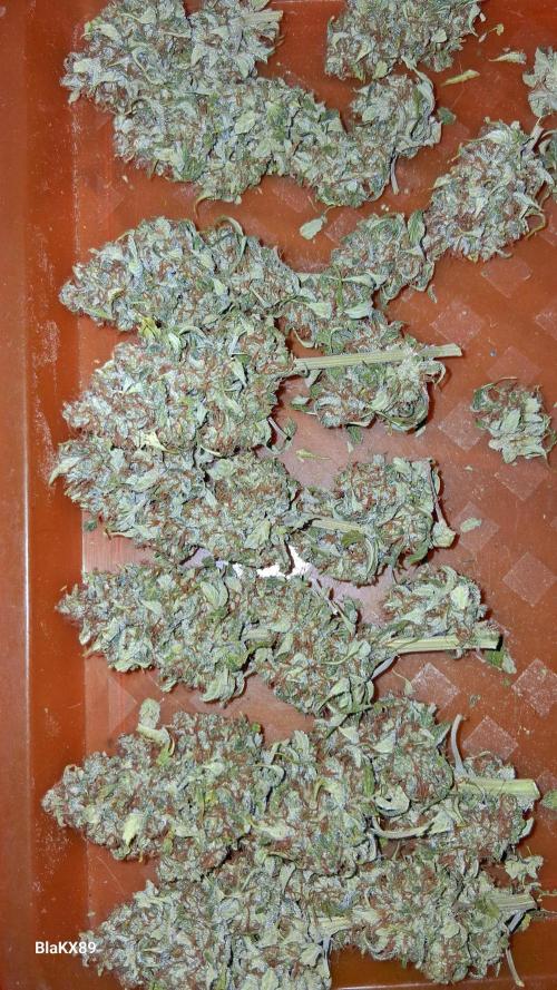 GMO Auto Barneys Farm. Week 10