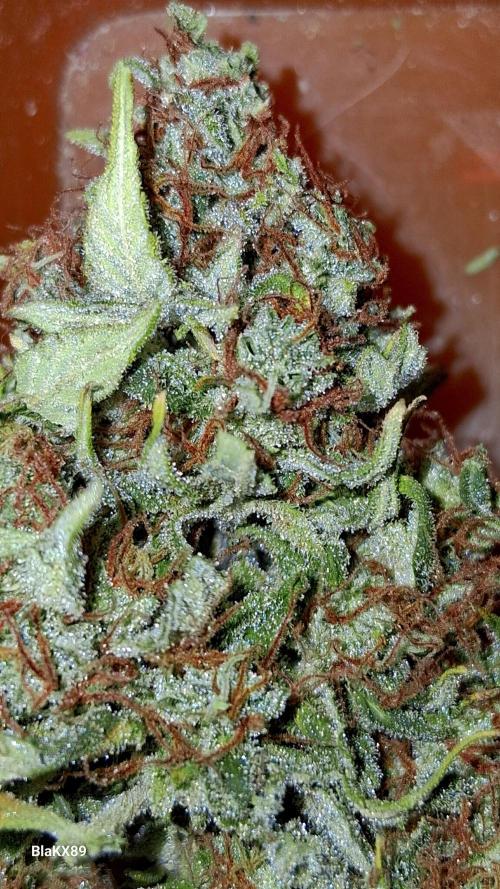 GMO Auto Barneys Farm. Week 10