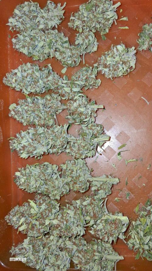 GMO Auto Barneys Farm. Week 10