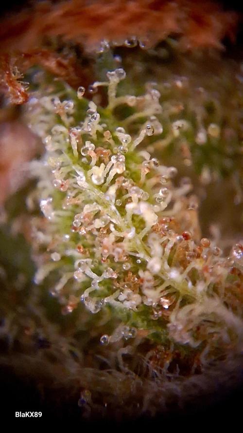 GMO Auto Barneys Farm. Week 10