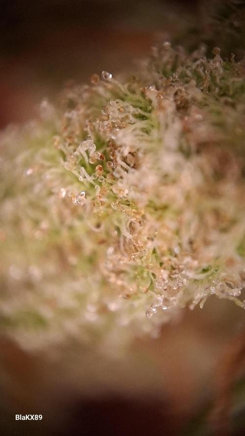 GMO Auto Barneys Farm. Week 10