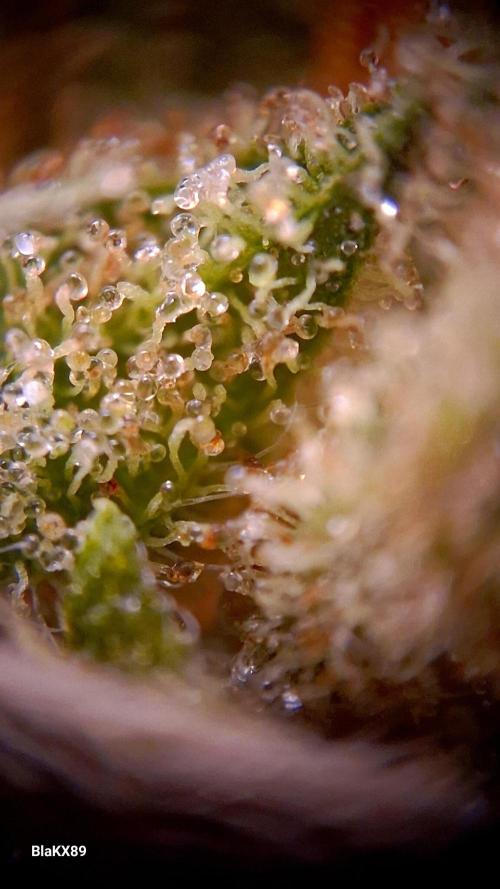 GMO Auto Barneys Farm. Week 10