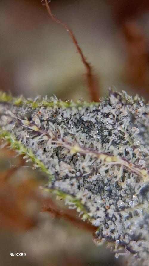 GMO Auto Barneys Farm. Week 10