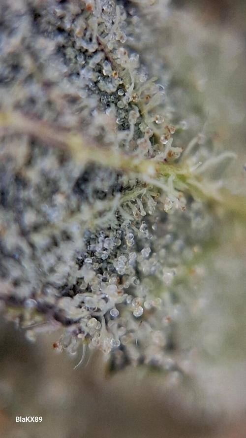 GMO Auto Barneys Farm. Week 10