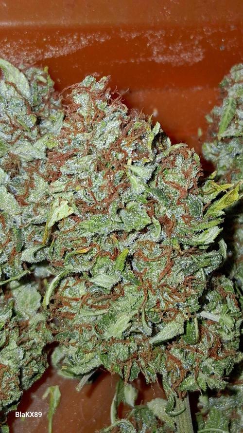 GMO Auto Barneys Farm. Week 10
