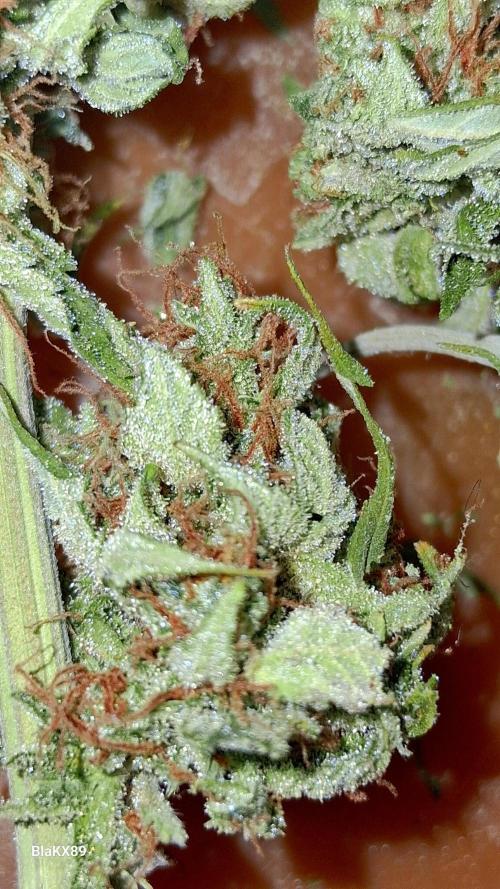 GMO Auto Barneys Farm. Week 10