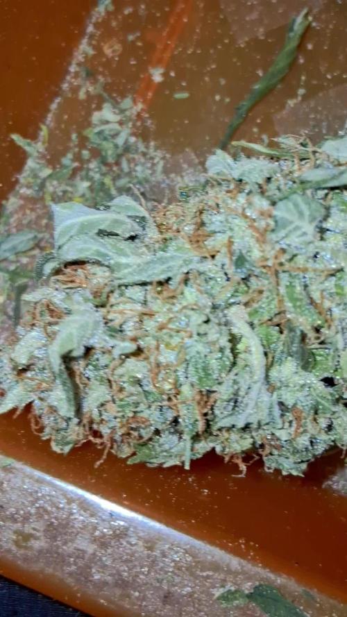 Super Strains Do-Si-Dos Auto & Hy-Pro
