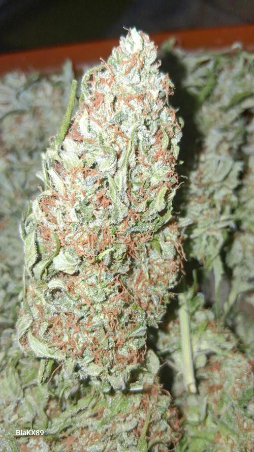 Super Strains Do-Si-Dos Auto & Hy-Pro. Week 10
