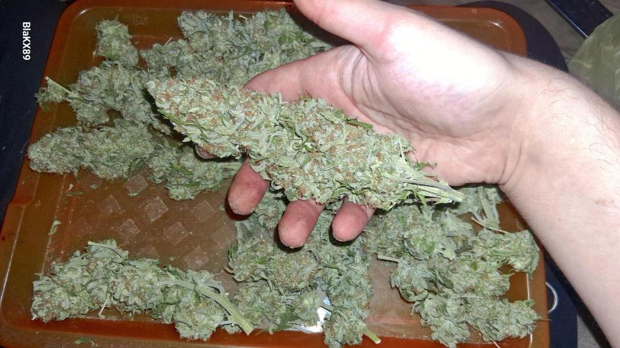 Super Strains Do-Si-Dos Auto & Hy-Pro. Week 10