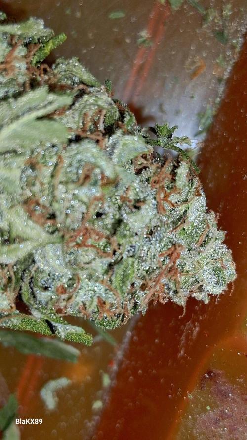 Super Strains Do-Si-Dos Auto & Hy-Pro. Week 10