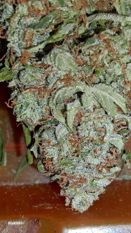 Super Strains Do-Si-Dos Auto & Hy-Pro. Week 10