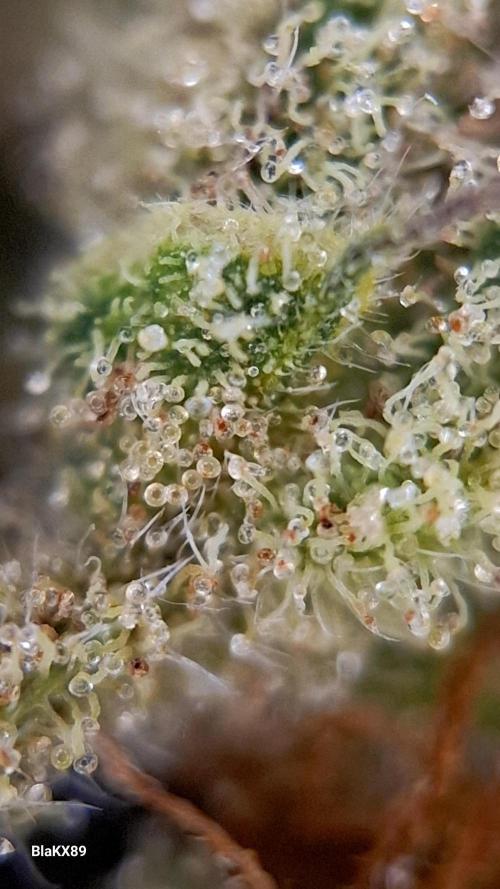 Super Strains Do-Si-Dos Auto & Hy-Pro. Week 10