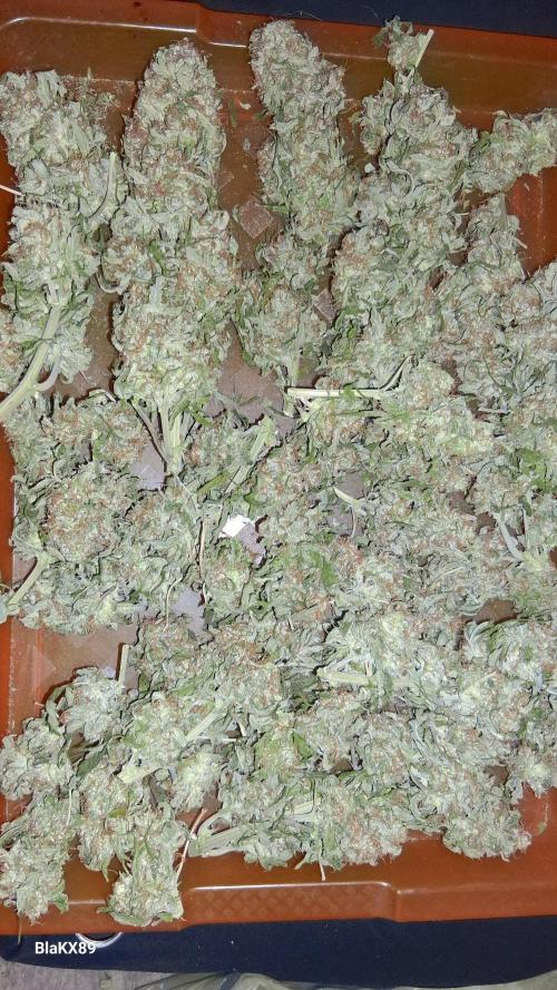 Super Strains Do-Si-Dos Auto & Hy-Pro. Week 10