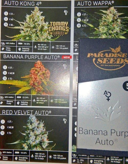 Banana Purple Auto | Paradise Seeds. Week 0