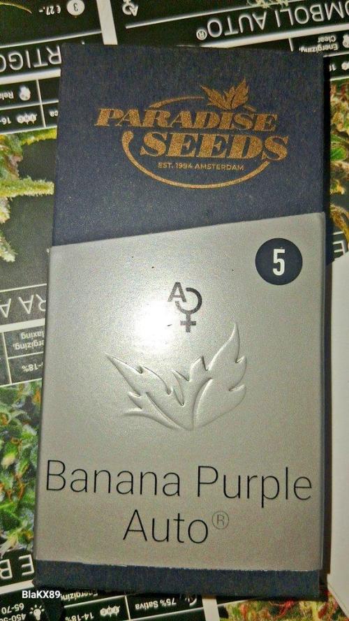 Banana Purple Auto | Paradise Seeds. Week 0