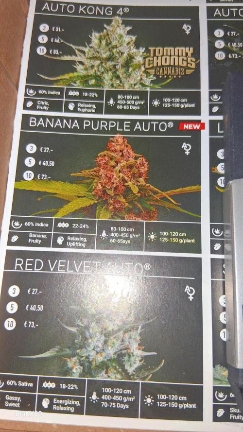 Banana Purple Auto | Paradise Seeds. Week 0