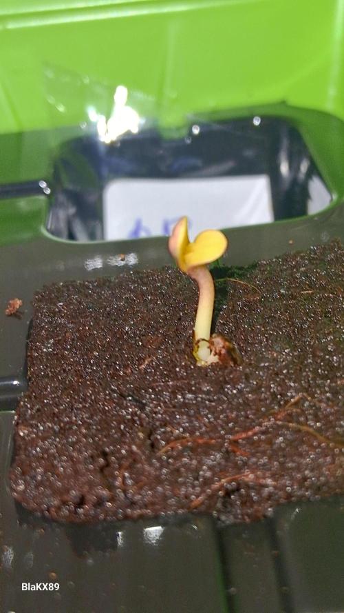Banana Purple Auto | Paradise Seeds. Week 0