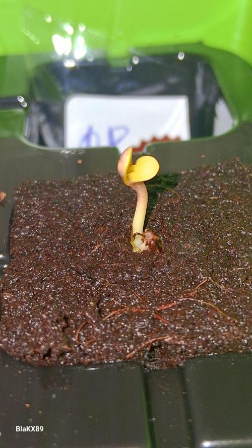 Banana Purple Auto | Paradise Seeds. Week 0