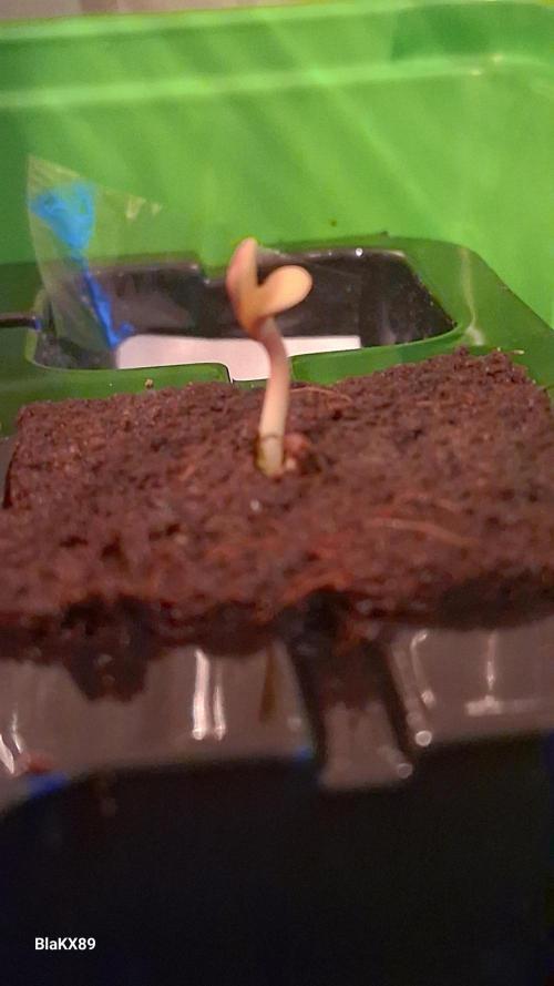 Banana Purple Auto | Paradise Seeds. Week 0