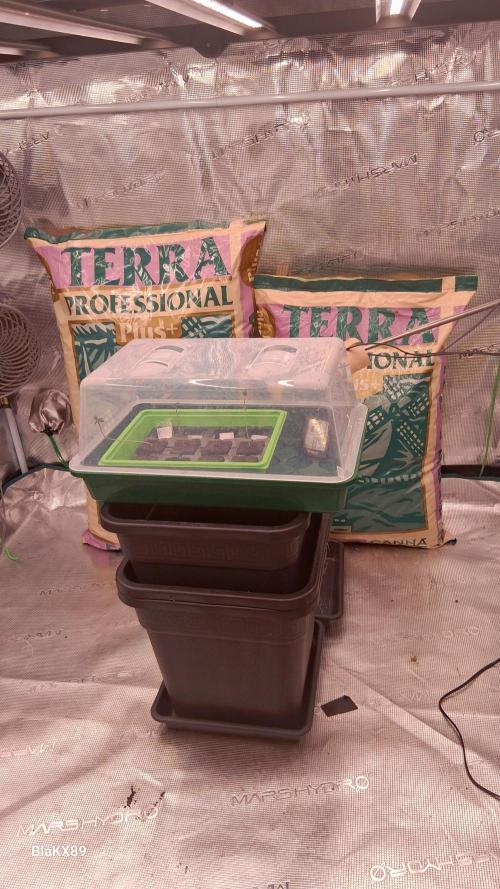 Banana Purple Auto | Paradise Seeds. Week 0