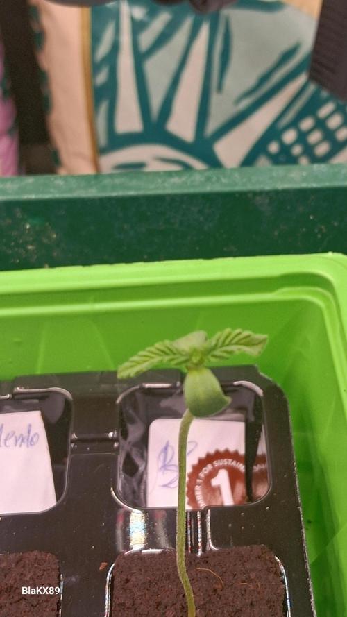Banana Purple Auto | Paradise Seeds. Week 0