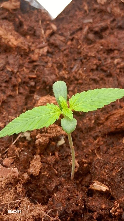 Banana Purple Auto | Paradise Seeds. Week 0