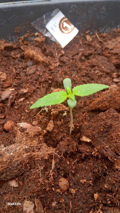 Banana Purple Auto | Paradise Seeds. Week 0