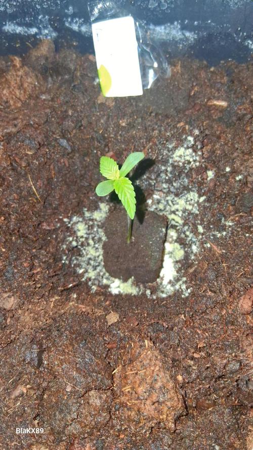 Banana Purple Auto | Paradise Seeds. Week 0