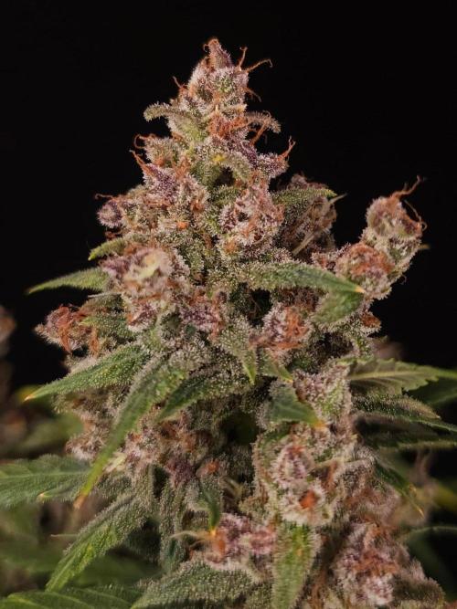 Banana Purple Auto | Paradise Seeds. Week 0 - So soll es aussehen 