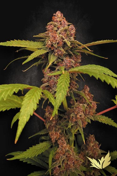 Banana Purple Auto | Paradise Seeds. Week 0 - Late flowering 