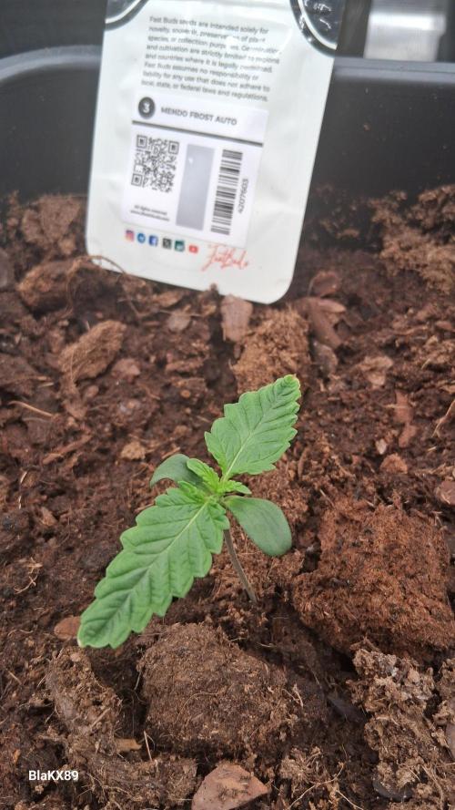 Mendo Frost Auto ❄️ 🏆. Week 0