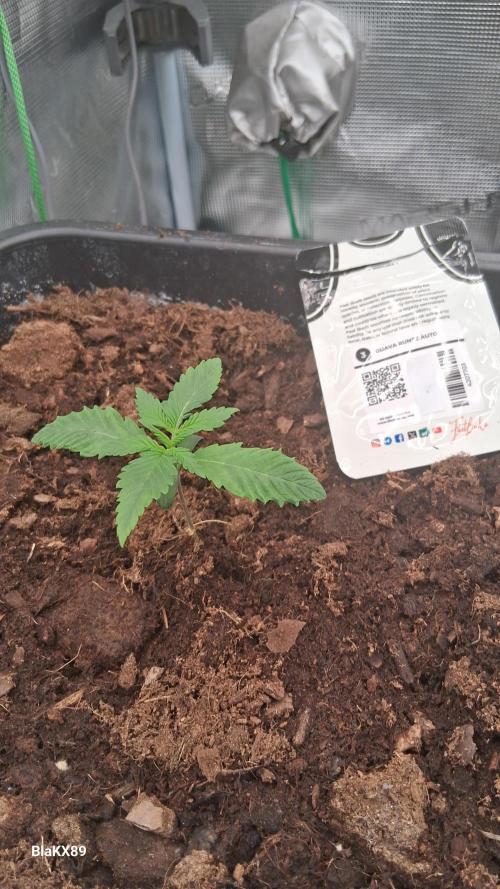 Guava Runtz Auto - Champion Line 🏆. Week 0