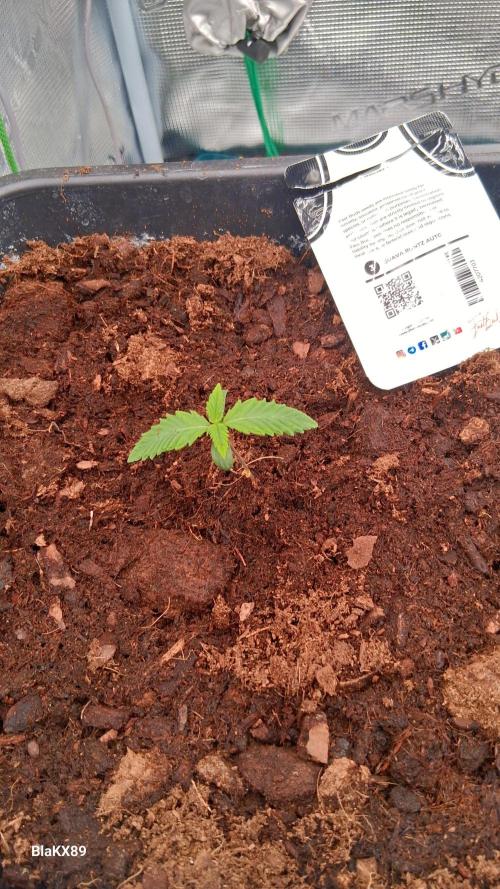 Guava Runtz Auto - Champion Line 🏆. Week 0